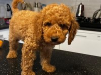 Acil Poodle Satılık Aşılı