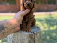 Aile Ortamında Büyüyen Toy Poodle Yavruları