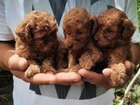 Tatlı Irk Garantili Korekan Poodle Yavrularımız