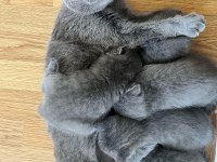 Scottish Fold Sağlıklı Dişi 3 yaşında