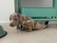 BİR ÇOK SEÇENEK İLE MİNİ DACHSHUND BEBEKLER
