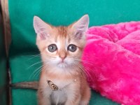 British Shorthair Kedisi