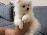 Orjinal ukranie white pomeranian boo