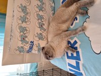 50 günlük scottish fold yavrular