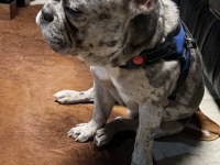 FRENCH BULLDOG 2 YAŞINDA ERKEK