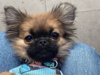 sisi pekinez köpeği