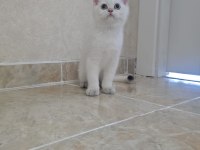 Anne baba full şecereli kedimiz