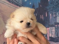 A Kalite Pomeranian Bebeklerim
