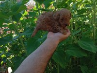 Mini boy poodle yavrularımız ırk garantili teslim