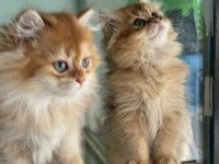Ankaranın en özel longhair british yavruları