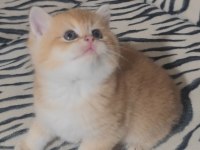British Shorthair Kedisi