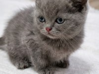 50 Günlük British Shorthair Bebek