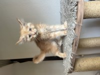 A kalite safkan maine coon
