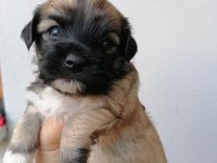 Çok sevimli mınnaklar maltipoo