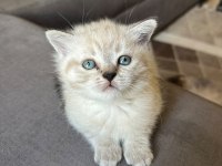 ÜCRETLİ SAHİPLENDİRİLECEK KEDİMİZ