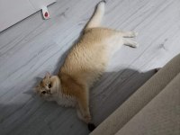 Golden british shorthair