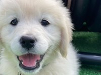 WHİTE GOLDEN RETRİEVER PUPPY ERKEK