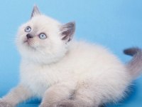 British Shorthair Yavruları