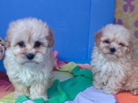 İNANILMAZ GÜZELLİKTE MALTİPOO YAVRULAR