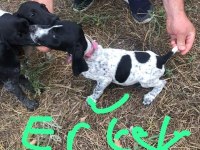 Yavru köpeklerimiz eğitime hazır