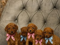 Baba Koreden Geldi Anne Şecere Belgeli Safkan Köpekler
