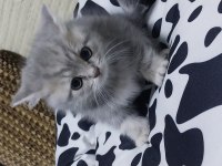Teslime hazır british shorthair yavrumuz