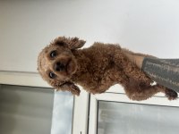 Toy poodle kore kan dişi