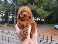 Kore kan toy poodle yavruları