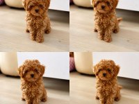 Mersin toy poodle yavrumuz