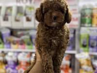 Toy Poodle Miniklerimiz İçin Arayabilirsiniz