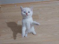 Prenses Kedimiz Uyguna Verilecek