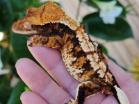 Crested ve Leopard Geckolar