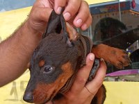 Doberman Yavrular 19/05 Doğumlu Cipli Karneli