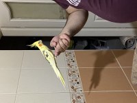 1,5 Yaşında Erkek Sultan Papağanı
