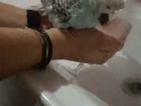 TAKIM SHOW JUMBO ÜST VASIF MUHABBET KUŞU