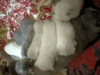Dişi scottish fold kedime yeni yuva
