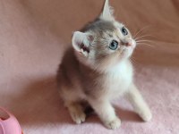 Şafkan British Shorthair