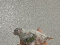 El besleme konur papağanı 15 günlük