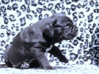 Fcı-Kıf Secereli Safkan Cane Corso