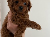 Red Brown KoreLan Toy Poodle Yavrular