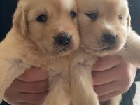 Golden retriever yavrular