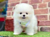 Teddy pomeranian boo ayı surat