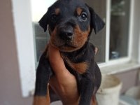 Doberman yavrularım sağlık ve ırk garantilidir