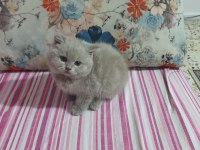Harika sevimli ve uyumlu bir kedimiz