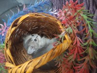 British longhair pamuk şekerler