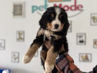 Petmode Köpek Çiftliğinden Bernese Yavrumuz