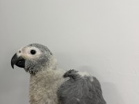 70 GÜNLÜK BEBEK JAKO EL BESLEME