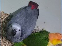 Silver Gümüş Renk Kırmızı Kuyruk Jako Yavru