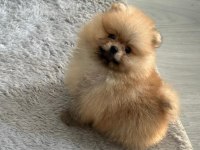 3 Aylık Pomeranian Boo Ve Teddy Bear Kardeşler