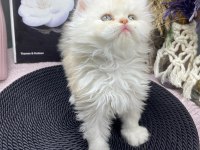 Masmavi gözlü kar beyazı British longhair yavrumuz